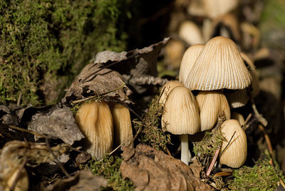 BUITEN BEELD Foto: 42012