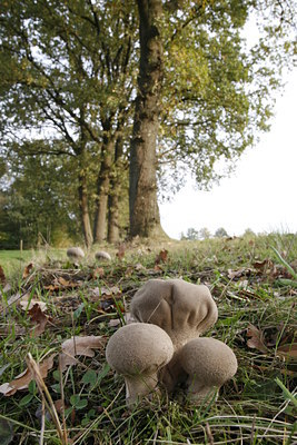 BUITEN BEELD Foto: 42030