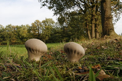 BUITEN BEELD Foto: 42033