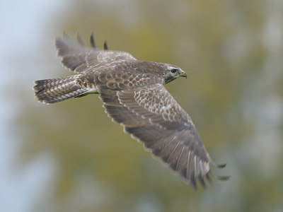 BUITEN BEELD Foto: 42035