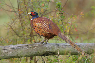 BUITEN BEELD Foto: 42036