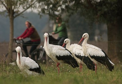 BUITEN BEELD Foto: 42037