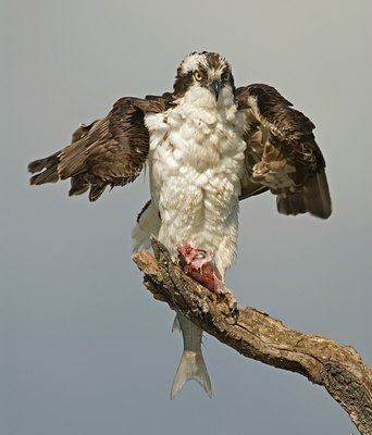 BUITEN BEELD Foto: 42045