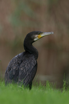 BUITEN BEELD Foto: 42051