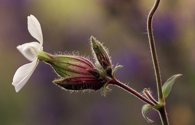BUITEN BEELD Foto: 42062