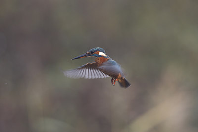 BUITEN BEELD Foto: 42123