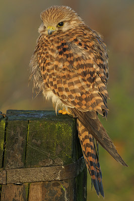 BUITEN BEELD Foto: 42128