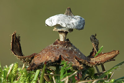 BUITEN BEELD Foto: 42154