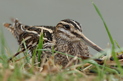 BUITEN BEELD Foto: 42220