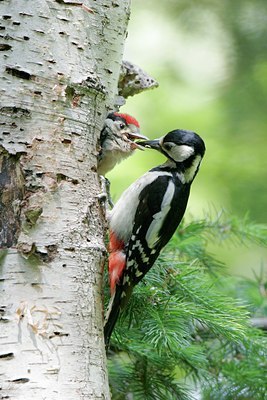 BUITEN BEELD Foto: 42222