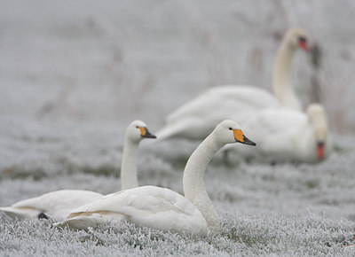 BUITEN BEELD Foto: 42230