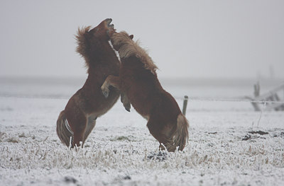 BUITEN BEELD Foto: 42234