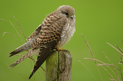 BUITEN BEELD Foto: 42236
