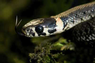 BUITEN BEELD Foto: 42266