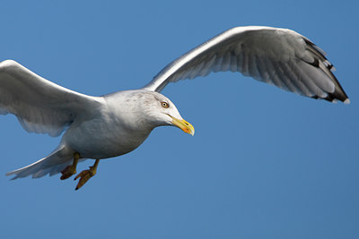 BUITEN BEELD Foto: 42276