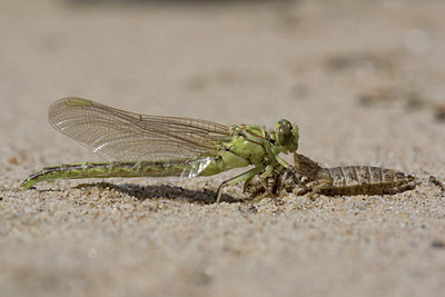 BUITEN BEELD Foto: 42287