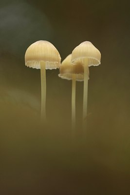 BUITEN BEELD Foto: 42316