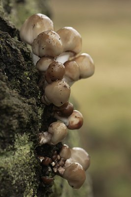 BUITEN BEELD Foto: 42318