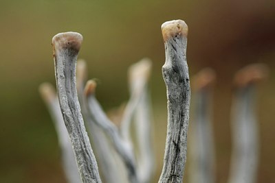 BUITEN BEELD Foto: 42324