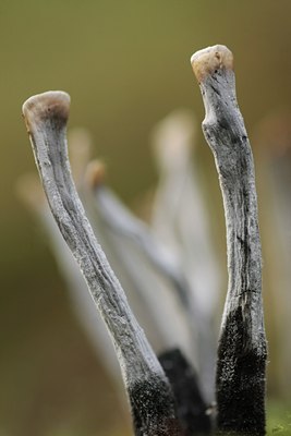 BUITEN BEELD Foto: 42325