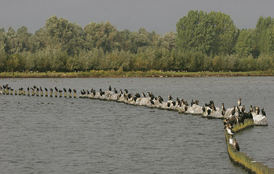 BUITEN BEELD Foto: 42343