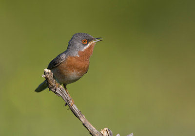 BUITEN BEELD Foto: 42356