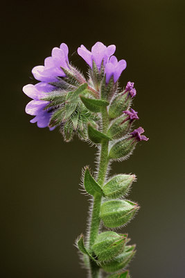 BUITEN BEELD Foto: 42363