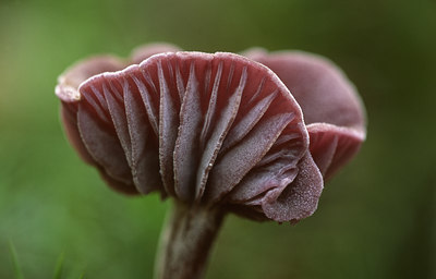 BUITEN BEELD Foto: 42374