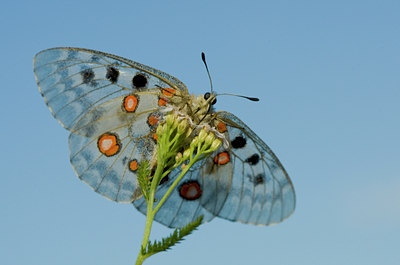 BUITEN BEELD Foto: 42385