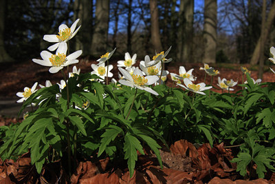 BUITEN BEELD Foto: 42397
