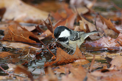 BUITEN BEELD Foto: 42402