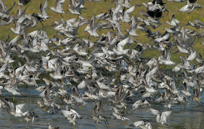 BUITEN BEELD Foto: 42412
