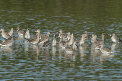 BUITEN BEELD Foto: 42413