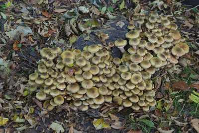 BUITEN BEELD Foto: 42425