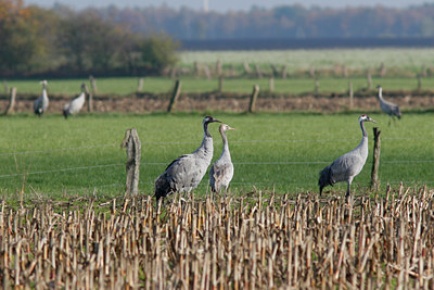 BUITEN BEELD Foto: 42454