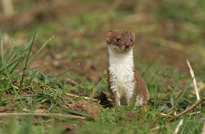 BUITEN BEELD Foto: 42473