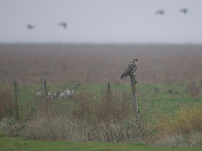 BUITEN BEELD Foto: 42498