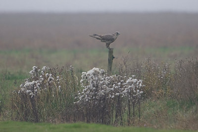 BUITEN BEELD Foto: 42501