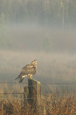 BUITEN BEELD Foto: 42517