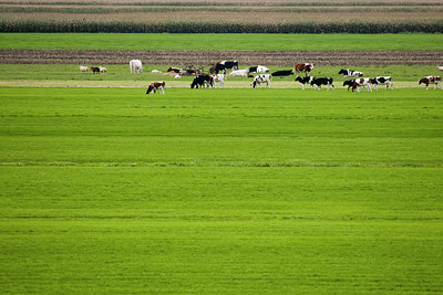 BUITEN BEELD Foto: 42643