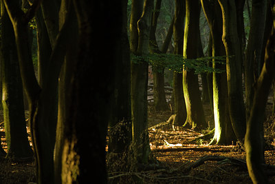 BUITEN BEELD Foto: 42650