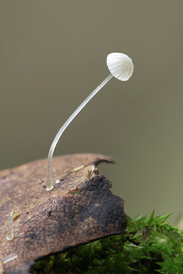 BUITEN BEELD Foto: 42698