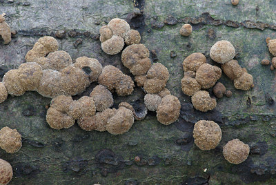 BUITEN BEELD Foto: 42725
