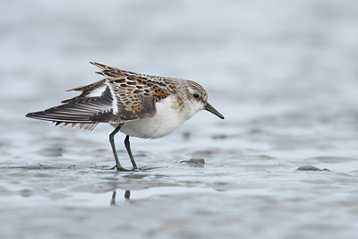 BUITEN BEELD Foto: 42727