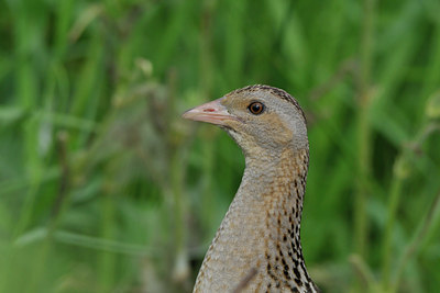 BUITEN BEELD Foto: 42742