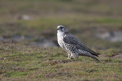BUITEN BEELD Foto: 42749