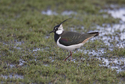 BUITEN BEELD Foto: 42758
