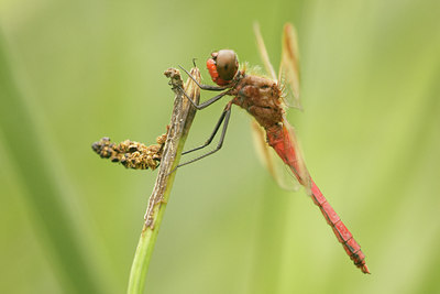 BUITEN BEELD Foto: 42782