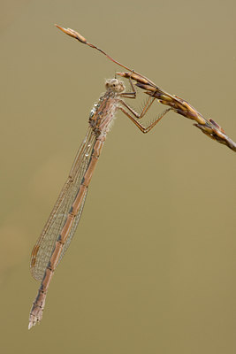 BUITEN BEELD Foto: 42786