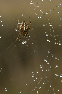 BUITEN BEELD Foto: 42787